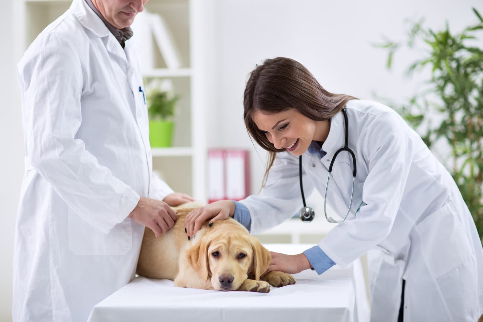 A veterinarian examining a small dog at a modern Dubai clinic